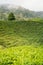 Amazing Malaysia landscape. View of tea plantation in sunset/sunrise time in in Cameron highlands, Malaysia. Nature background wi