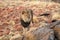 Amazing male lion in the savannah of Namibia