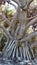 Amazing Mangrove Tree Roots