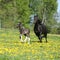 Amazing mare with foal running
