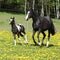 Amazing mare with little foal running on spring pasturage