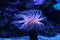 Amazing marine animals anemonia, actinia, anemone