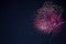 Amazing maroon red pink celebration fireworks