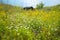 Amazing meadow on the shore of the lake covered with wildflowers