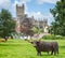 Amazing metal sculpture of Highland long horn cow in field with real Highland cows with Wells Cathedral in background - in Wells,