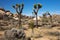 Amazing Mojave Desert