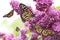 Amazing monarch butterflies in lilac garden