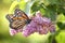Amazing monarch butterfly on lilac flowers in garden, closeup