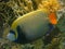 Amazing multi-colored fish Emperor Angelfish is a species of marine angelfish. Pomacanthus Imperator majestically floats.