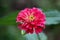 Amazing multi layered Zinnia flower with fully open blooming layered pink petals with white center surrounded with green leaves in