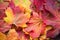 Amazing multicolor background of natural autumn foliage.