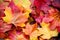 Amazing multicolor background of natural autumn foliage.