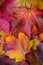 Amazing multicolor background of natural autumn foliage. Colorful background of multicolor leaves with natural light.