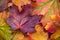 Amazing multicolor background of natural autumn foliage. Colorful background of multicolor leaves with natural light.