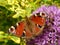 Amazing multicolored butterfly is sitting on violet blossoms.