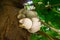 Amazing mushroom background and texture on tree trunk. Beauty in nature