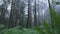 Amazing mystical forest with fog. Scene. Misty mystical forest