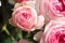 amazing natural bouquet of pink roses blooming in garden . close up