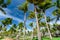 Amazing natural landscape view of the resort grounds in tropical tall palm trees garden