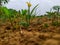 The amazing natural view of newly germinated plants.