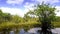 The amazing nature of the Everglades in USA