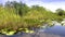 The amazing nature of the Everglades in USA