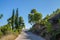 Amazing nature on idyllic island Spetses  -  awe greek islands  for  recreation and travel