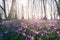 Amazing nature landscape, misty and sunny flowering forest with a carpet of wild violet crocus or saffron flowers