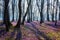Amazing nature landscape, sunny flowering forest with a carpet of wild violet crocus or saffron flowers