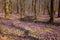 Amazing nature landscape, sunny flowering forest with a carpet of wild violet crocus or saffron flowers and small stream