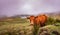 Amazing nature, walking tour, mystic weather, wanderlust, cow looking