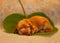 Amazing, newborn and cute Eglish Cocker Spaniel puppy detail. Sleeping golden puppy on green sheet, Yellow background