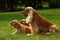 Amazing, newborn and cute red English Cocker Spaniel puppies with her mother