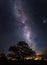 Amazing night scene of the milky way falling toward a silhouette of leafy tree with millions of stars as sand in the sky