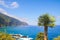 Amazing northern coast of Madeira Island, Portugal photographed with a tropical palm tree. Beautiful steep cliffs covered by green