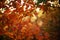 Amazing orange leaves on a tree branch in a magical sunny autumn forest