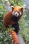 Amazing orange panda