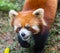 Amazing orange panda