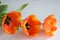 Amazing orange tulips in the sunlight on a white backgrounds