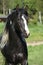 Amazing paint horse stallion with long mane