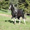 Amazing paint horse stallion with long mane