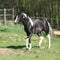 Amazing paint horse stallion with long mane