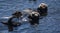 Amazing Pair of Floating Sea Otters Floating On Their Backs