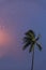 Amazing palm tree with amazing colorful sunset sky