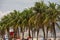 Amazing palm trees along the Copacabana beach in Rio de Janeiro Brazil