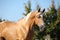 Amazing palomino horse with blond hair