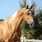 Amazing palomino horse with blond hair