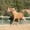 Amazing palomino warmblood running