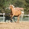 Amazing palomino warmblood running