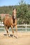 Amazing palomino warmblood running